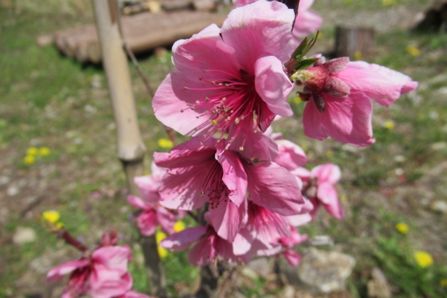 桃の花IMG_0057 (640x427)