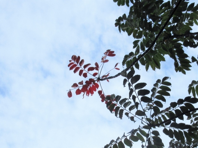 ヤマハゼ紅葉②IMG_0006 (2) (640x480)