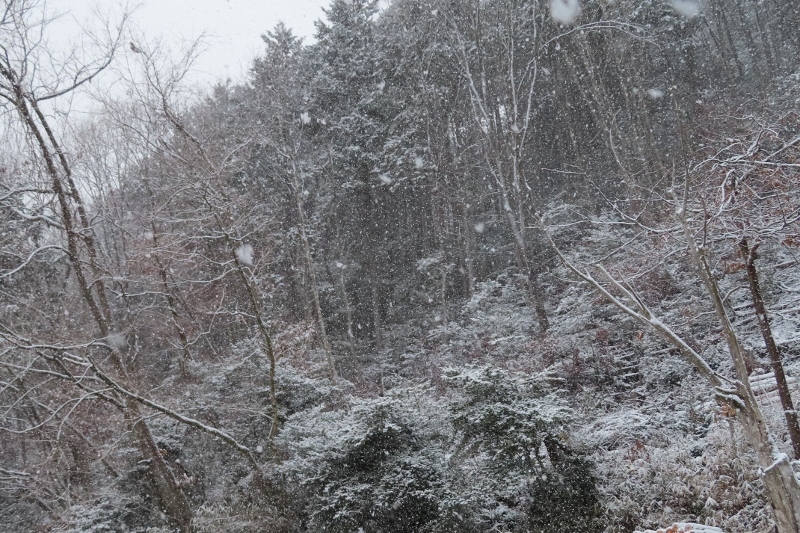 雪降り②IMG_0240 (2) (800x533)