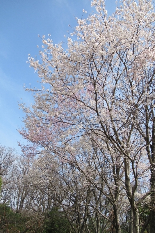桜並木②IMG_0025 (533x800)