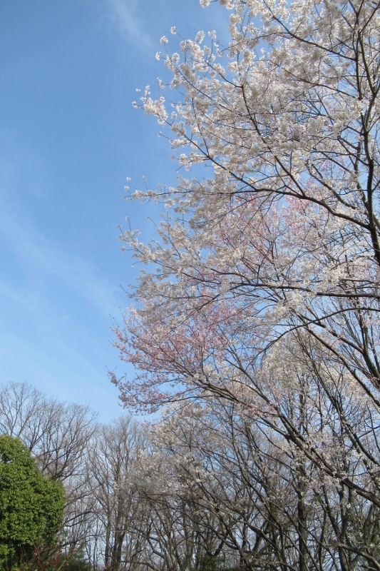 桜並木①IMG_0024 (533x800)