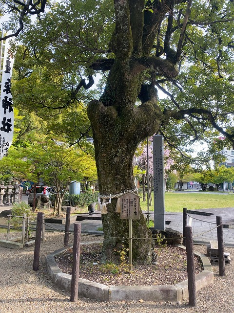橿森神社②　たぶの木