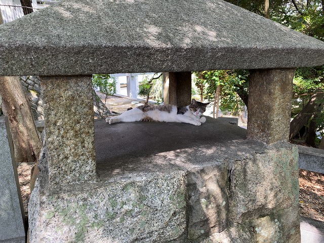 龍泉寺（名古屋）　猫