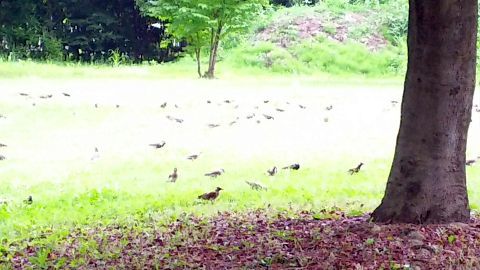 スマホカメラの具合で白飛びしてしまいましたが、ムクドリらしき鳥の大集団がいました。200羽ぐらいいたと思います。あれはすごかったな。