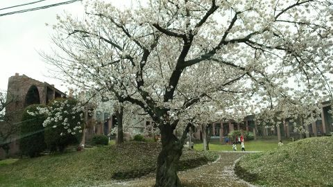 宮代町コミュニティセンター進修館の桜が綺麗でした。