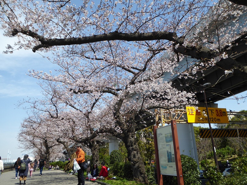 2020_3_21隅田公園の桜