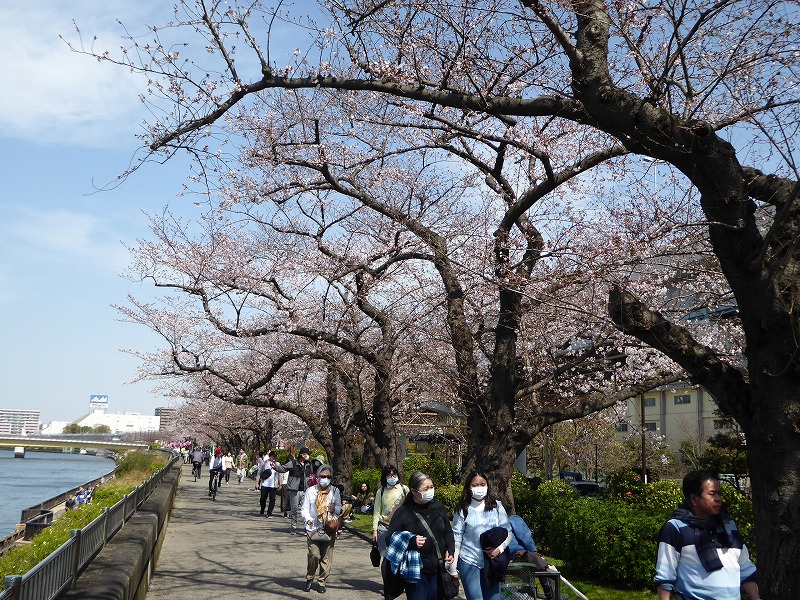 2020_3_21隅田公園の桜