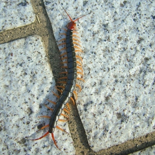 Scolopendra_subspinipes_mutilans.jpg