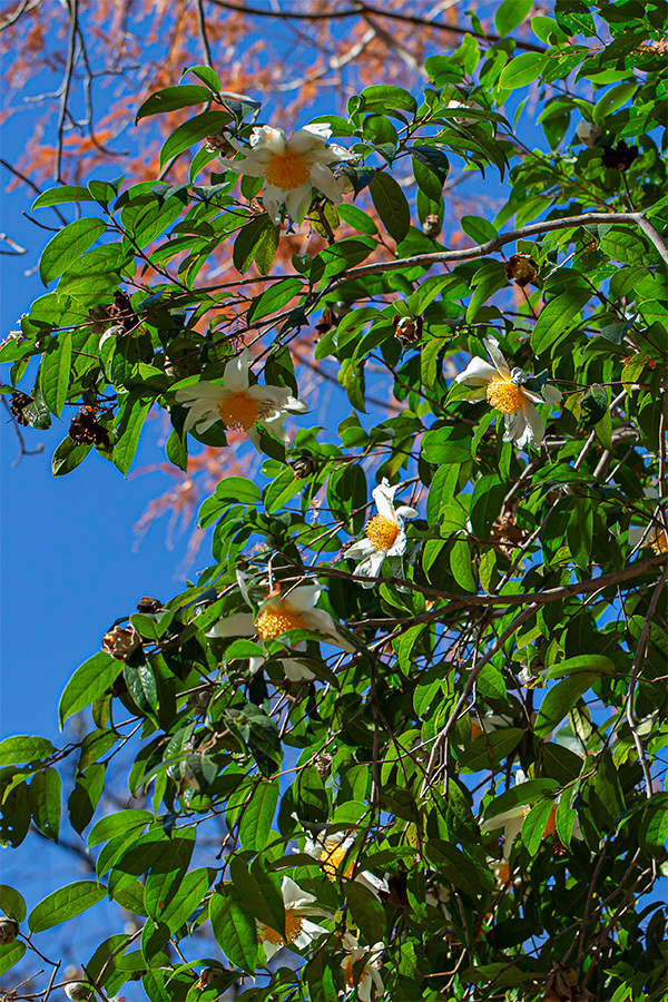 20201217 小石川植物園 グランサムツバキ3ブログ用