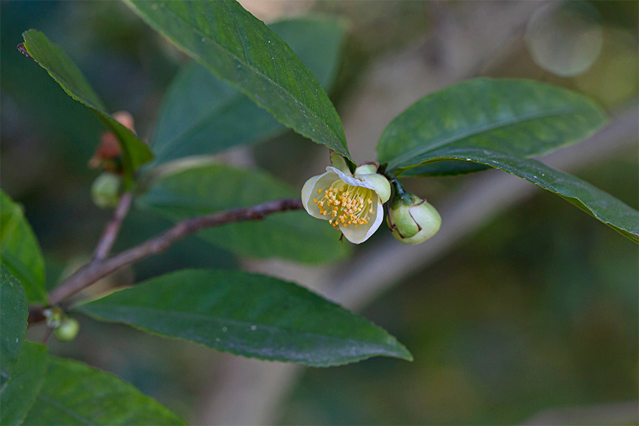 20201217 小石川植物園 アッサム茶1プログ用