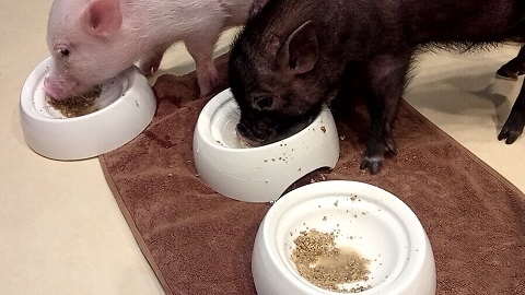 mipig cafe