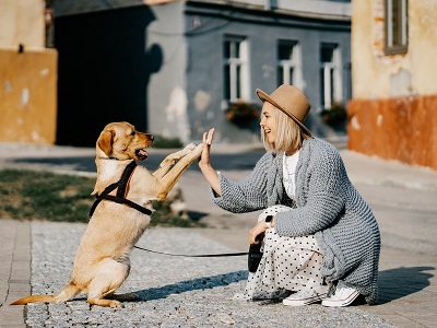 dog-woman-shake-hands-street.jpg