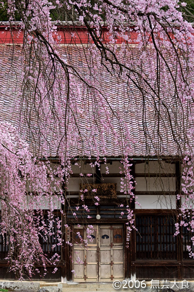 大隣寺の桜 #2