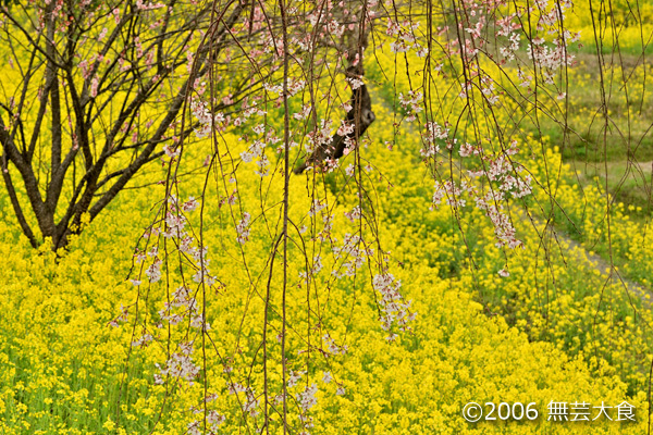 桜と菜の花の春景