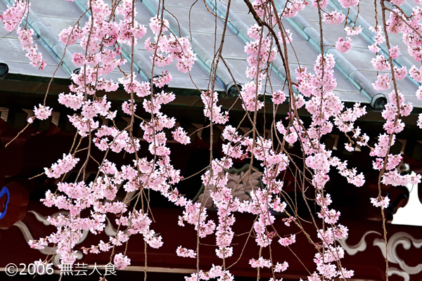 円東寺のしだれ桜 #2