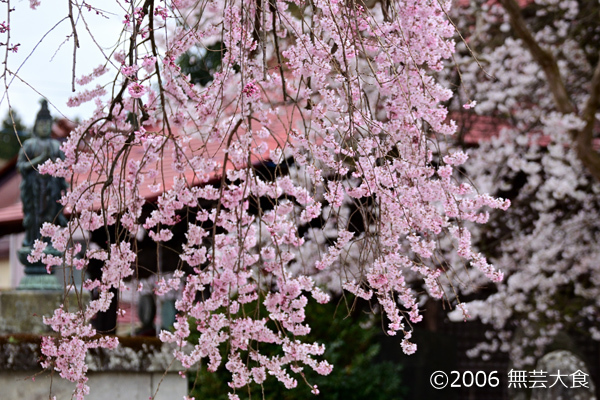 円東寺のしだれ桜 #3