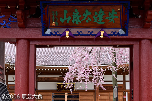 円東寺のしだれ桜 #4