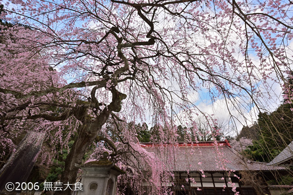 大隣寺の桜 #3