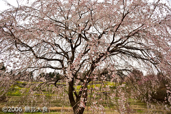 棚田と枝垂れ桜