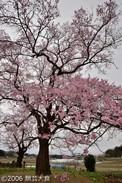 谷地橋の桜 #3