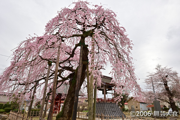 円東寺のしだれ桜 #1