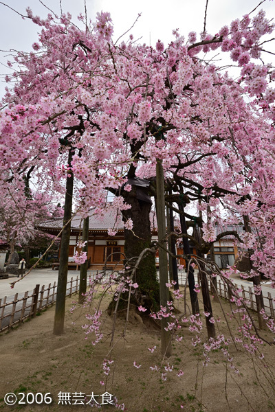 円東寺のしだれ桜 #5