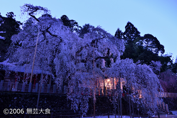 小川諏訪神社の枝垂れ桜