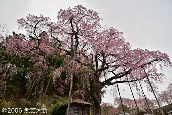 紅枝垂地蔵桜 #1