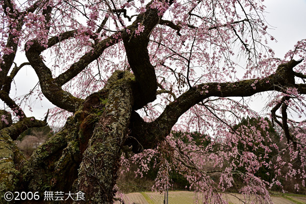 瑞雲寺の枝垂れ桜 #2