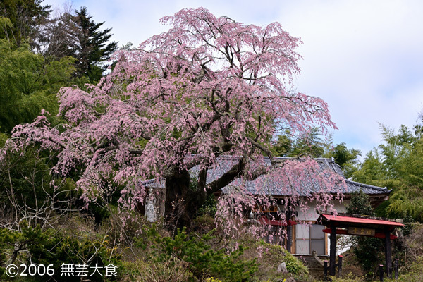 瑞雲寺の枝垂れ桜 #1