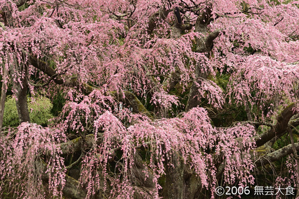 紅枝垂地蔵桜 #2