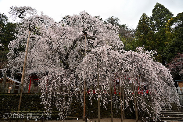 小川諏訪神社のしだれ桜 #1