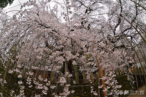 小川諏訪神社のしだれ桜 #2