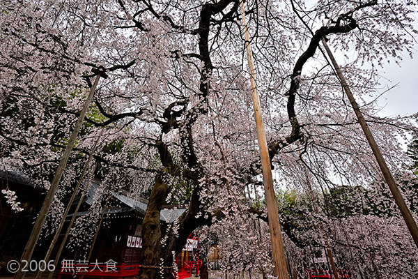 小川諏訪神社のしだれ桜 #3