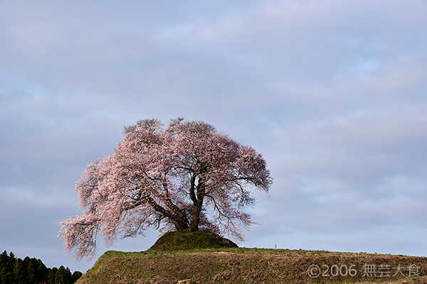 平堂壇の桜