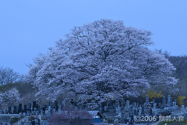 蒼明の七草木桜