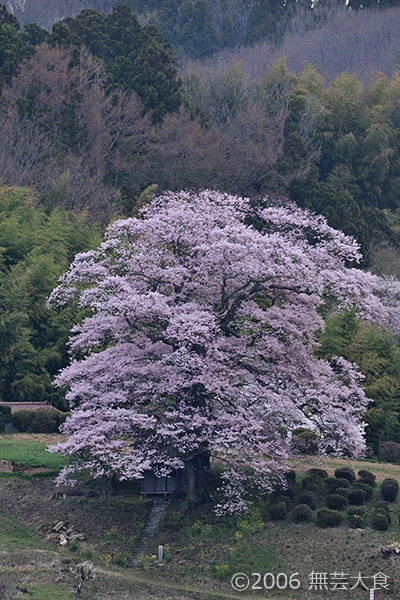 七草木天神桜 #2