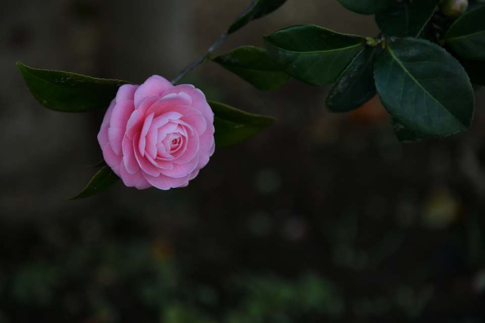 DSC_6905_c.jpg