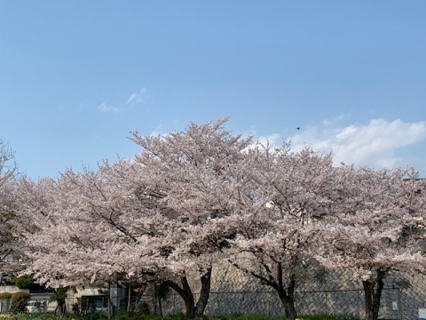 公園桜