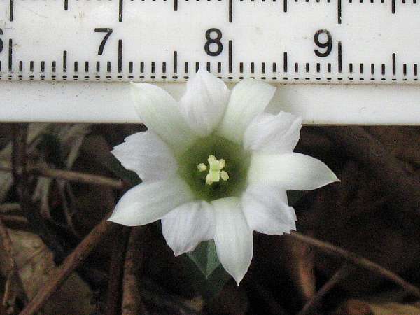 フデリンドウ（白花）