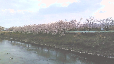 五条川の桜2021年