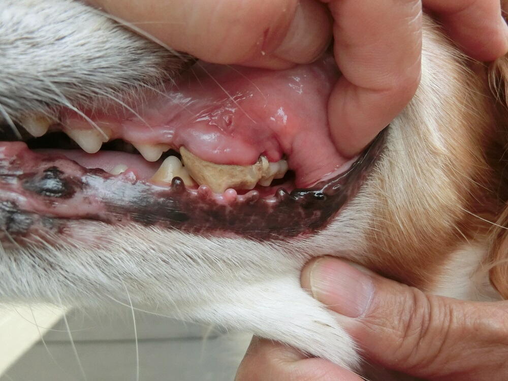 歯周病の犬