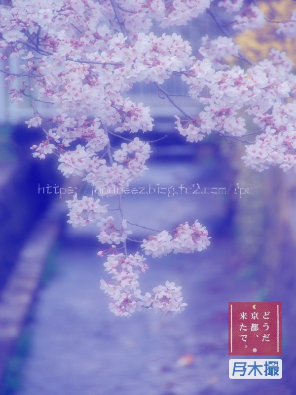 #kyoto #blackMonday #mondayReport #picOfTheDay #todaysPhoto #emotionalPhoto #snowy #cherry #cherryBlossomWithSnow #cool #kyoto #tripAdvisor #lonelyPlanet #japanGuide #spring #airBnB #backPacker #inbound #chinaVirus #coronaShock #coronaVirus #worldCrisis #pandemic #harmagedon #instagram #picOfTheDay #hanami #お花見 #パンデミック #新型コロナ #新型肺炎 #安倍昭惠 #安倍あきれ #ダメノミクス #アベノリスク #インスタ映え #乃木撮 #欅撮 #インスタ映え #今日の一枚 