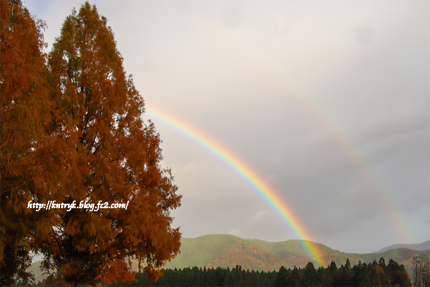 メタセコイアの並木-と　虹