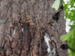スズメバチ属3種（オオスズメバチ、モンスズメバチ、コガタスズメバチ）