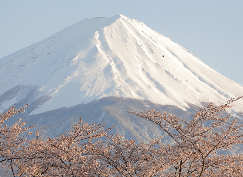 富士山　桜