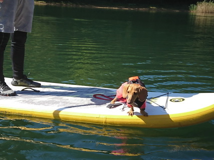 四尾連湖犬とサップ