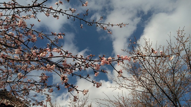 ②枝分かれ早咲き桜