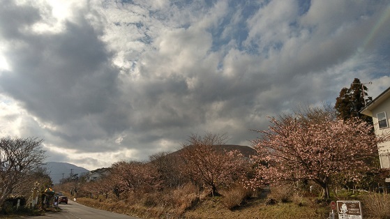 ②早咲き桜大室山