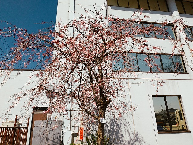 2004sakura010.jpg